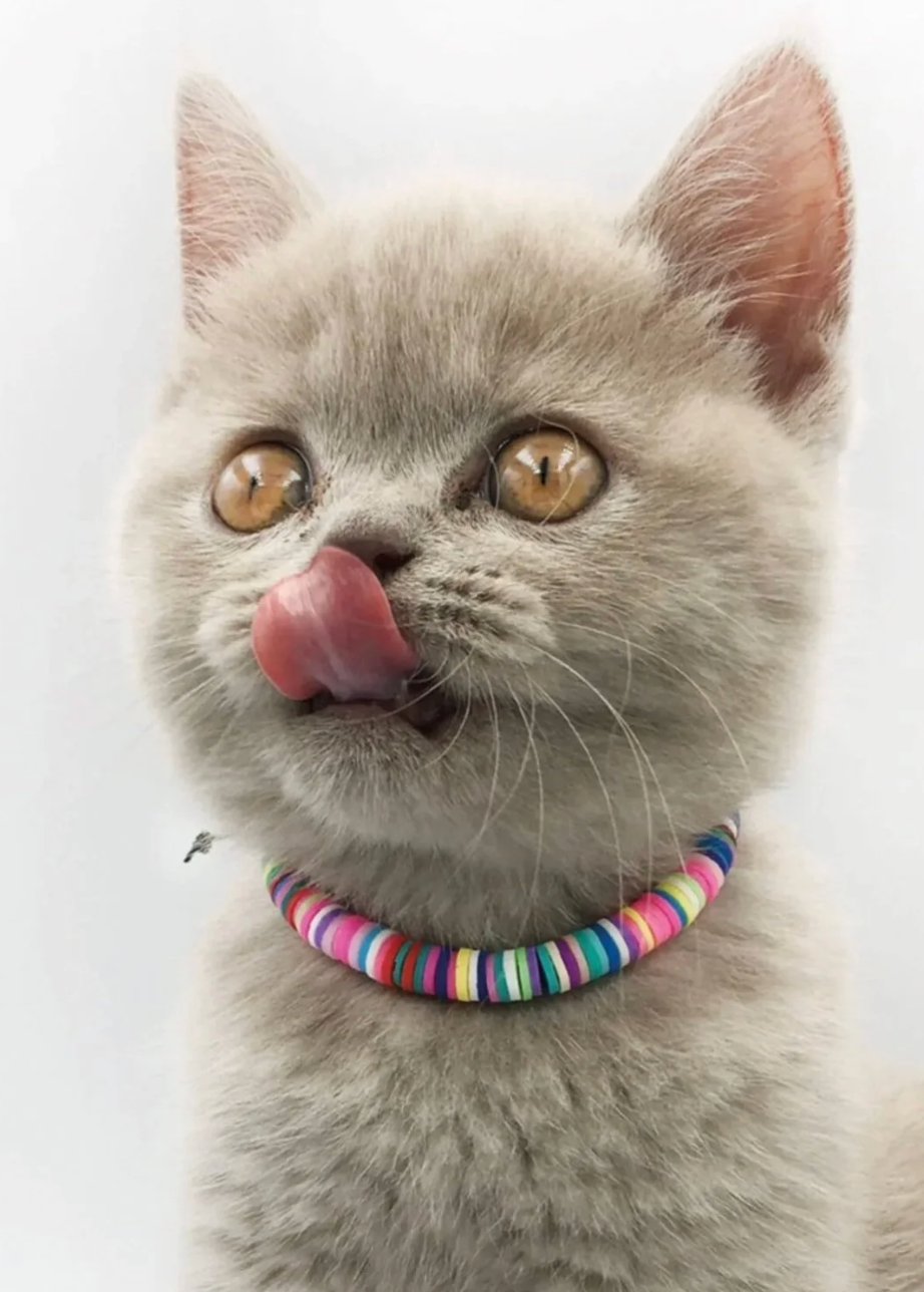 Binbir Renkli Kedi-Köpek Tasması